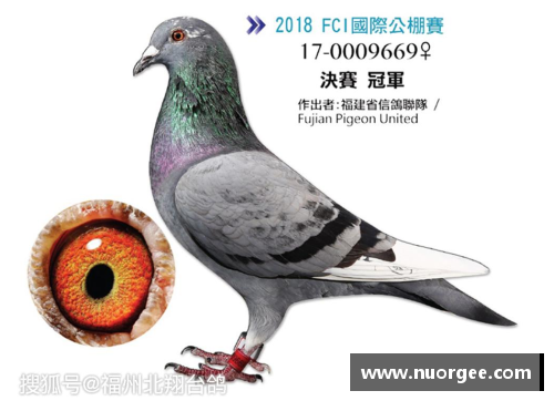 赛鸽是怎么比赛的？(有羽转网成功的职业运动员吗？)